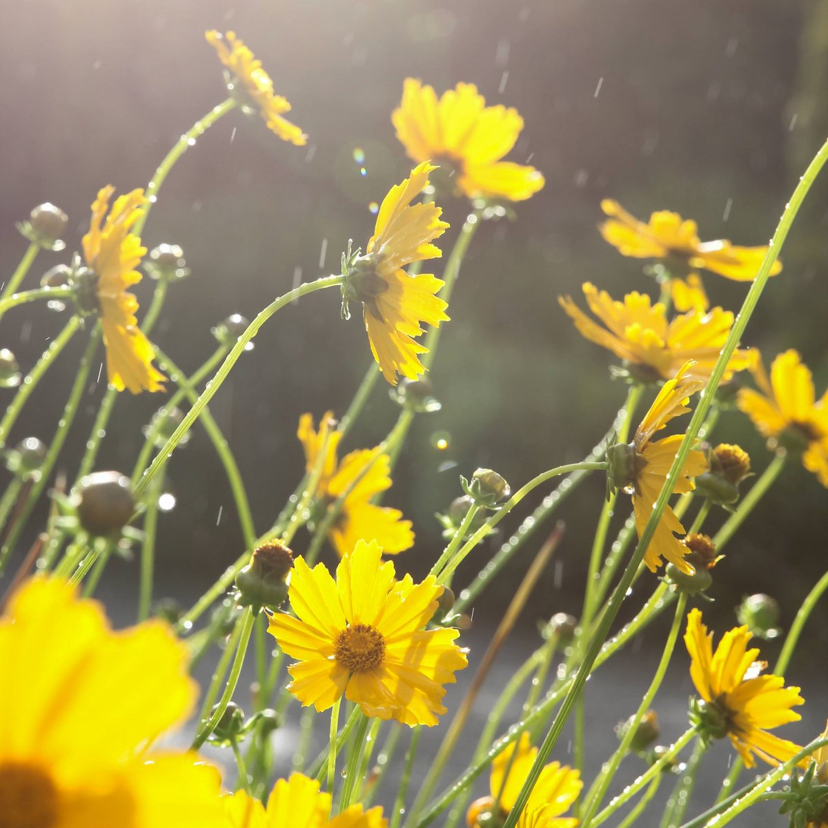 luceinthegarden's tweet photo. Summer in one photo! 🌦️
This year, summer has been a real mixed bag of weather... &amp; in North Wales it's always raining a little bit anyway!
Coreopsis 'Schnittgold' on the Range Borders @BodnantGardenNT. The cultivar name translates to cut gold, as it was developed as a cut flower https://t.co/hJt7GneImn