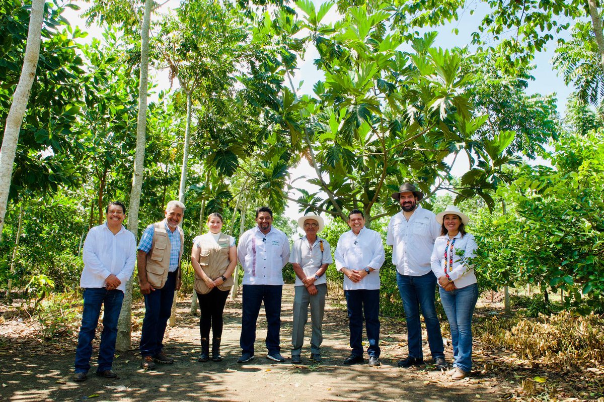 Un ejemplo de #SembrandoVida es la parcela de don Valentín Mena, que era un potrero y ahora tiene caoba, cedro y frutales; así se reforesta un millón de hectáreas en 23 estados, con mil millones de árboles y 450 mil empleos generados. No hay en el mundo un programa igual.