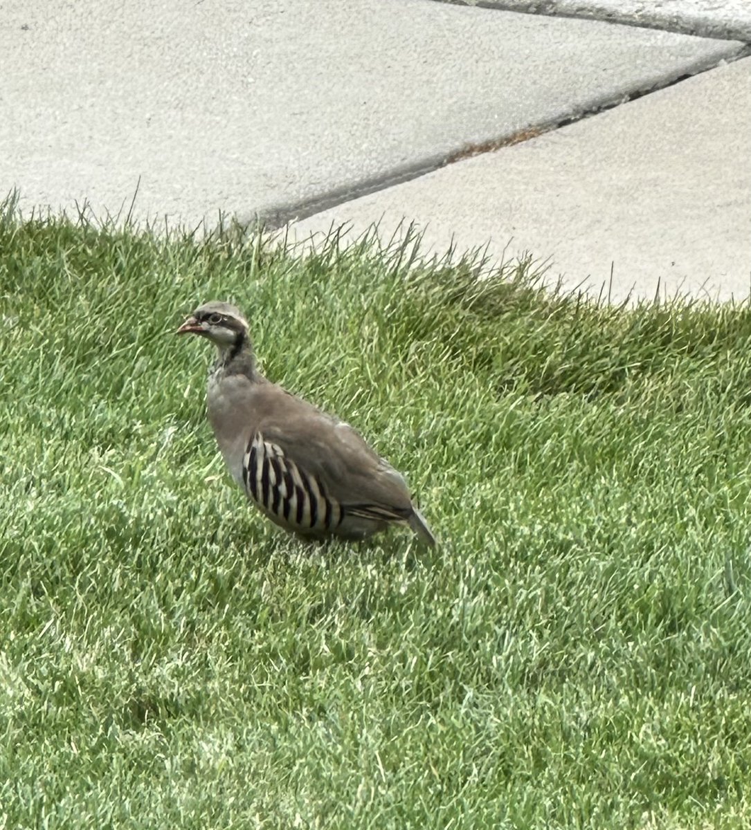 KatieDoherty48's tweet photo. @wiscobirder What kind of bird is this? Chicken sized, orange legs, back yard in West Des Moines IA? https://t.co/qrDEKGlvUE