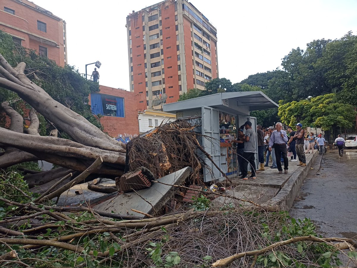carolrg2's tweet photo. Que la tierra se aflojara y cediera ante el enorme peso de este gran árbol fue lo que provocó que el tronco se viniera abajo, como consecuencia de la fuerte lluvia que cayó hoy, al principio de la tarde en #LasFuentes de #ElParaiso #24agosto2023 @paraisorganizado @elparaisoactivo https://t.co/ZTwfVaYEmc