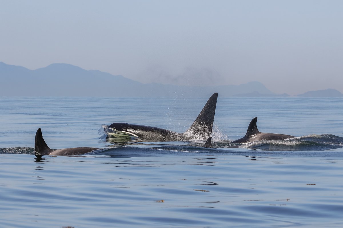 Orca are the second fastest marine mammal, clocking in between 50-60km/hour! 😱

Normally when we see orca they will be travelling at slower, more sustainable speeds of ~6-7km/hour. They will use bursts of speed when going after their faster prey, such as porpoises and dolphins!