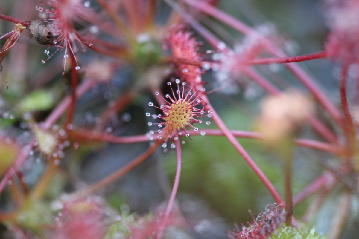 See Ireland's carnivorous plants - the Sundew and Butterwort - come on the Bogwalk in Cornamona at 1:30pm on Sunday 27th as part of ( facebook.com/search/top?q=f… ).The Bogwalk will take about 1:30 hours over flat but boggy terrain-FREE). Guide Art Ó Súilleabháin. #walking
