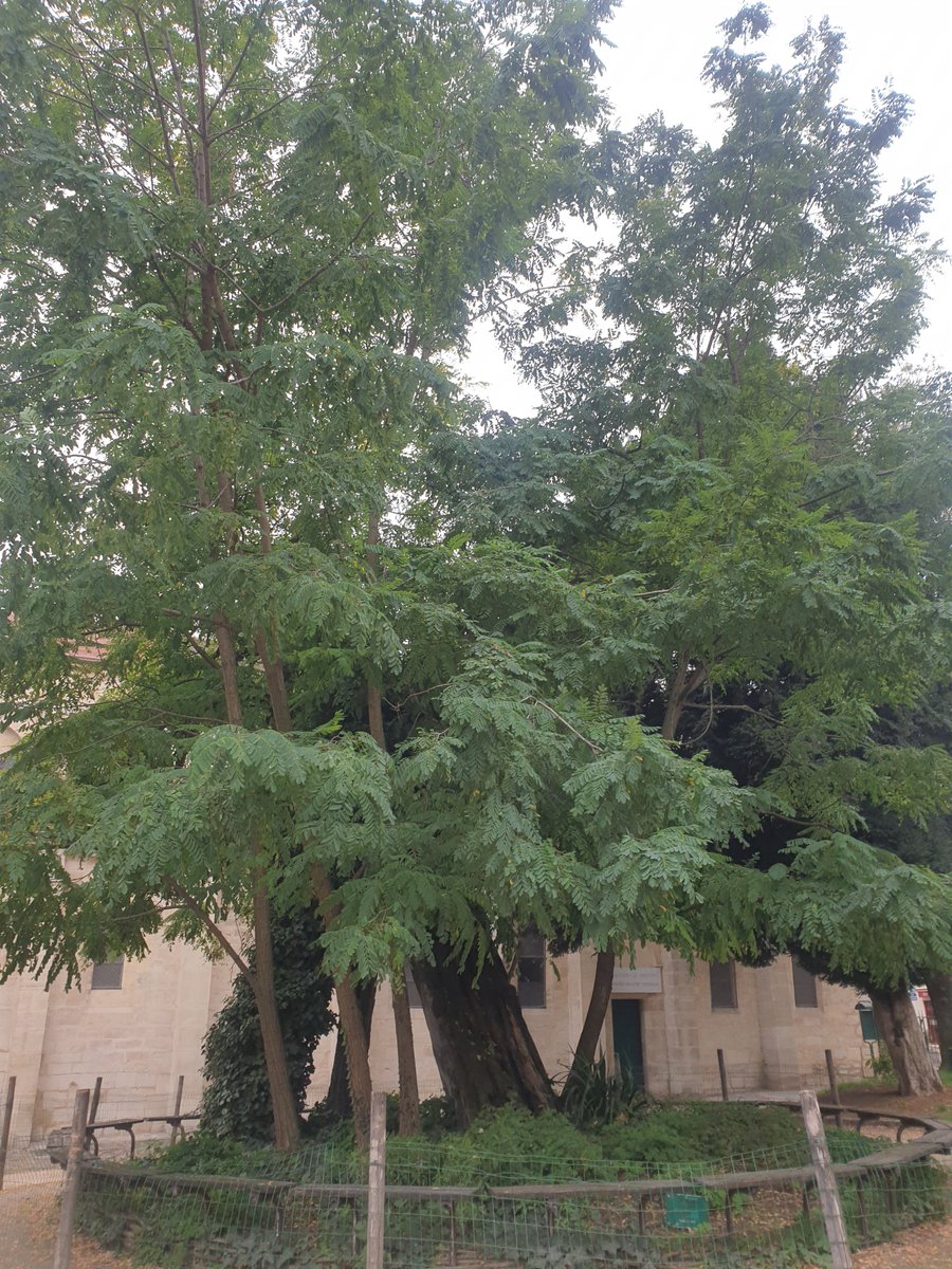 Bad photo of a beautiful tree

Oldest tree in Paris ❤
