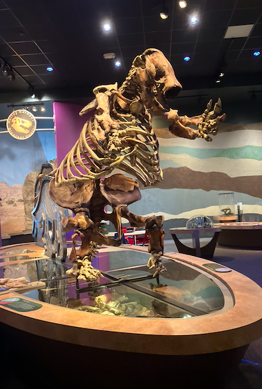 #FossilFriday @CorbinRainbolt fleshing out the head of the Harlan's ground sloth fossil @WesternCenter. #PaleoCon2023