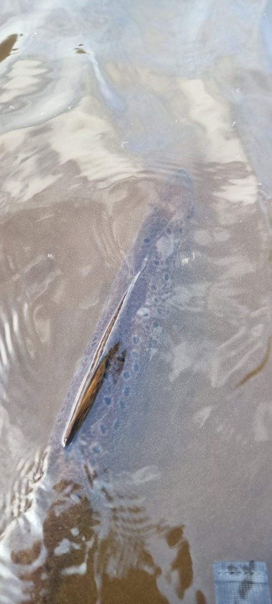 Ferrybryan's tweet image. Great to get out at dawn this morning before the rains came  and  land this salmon on a Cascade Fly  and it was released safely back into the water to fight another day