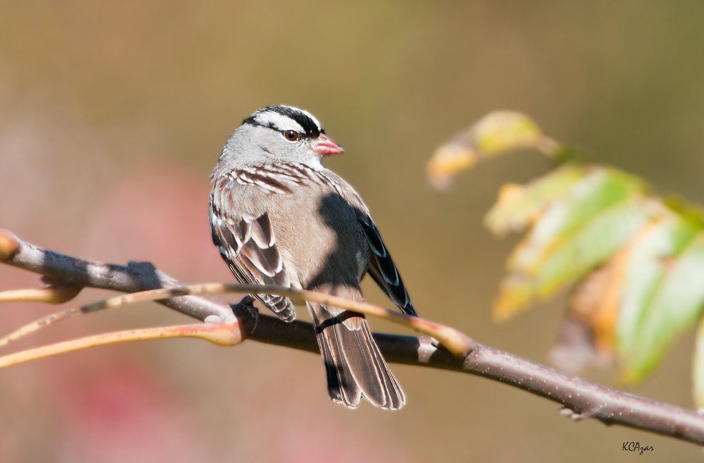 BC Nature tweet media