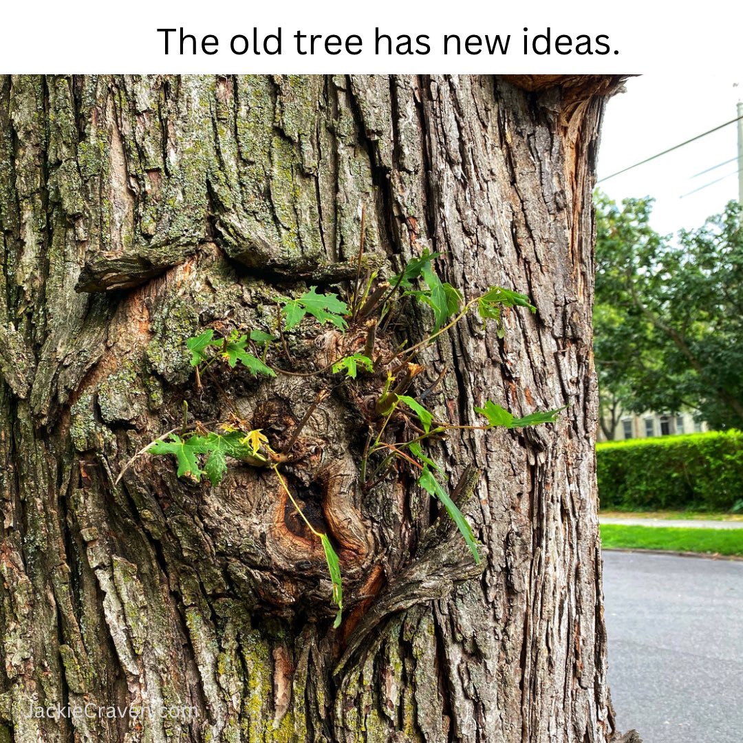 JackieCraven's tweet image. Still sprouting! 🌳 
~~~~~~~~
#meme #mapletree #aging #longevity #jackiecraven
