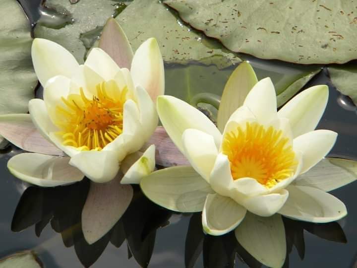 ElisaVacca's tweet photo. Floating delicacy
Botanical garden #Bonn June10
#giardinobotanico #botanicalgardens #flowers #fiori #nature #naturephotography #natura #green #greencity #verde #parco #park #parc #nenuphar #citypics #viaggi #traveling #travel #travelphotography #ninfee #waterlily #nympheas https://t.co/NUTCkEMKAM