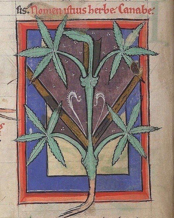 thinking about how this drawing in a 13th century manuscript was captioned "this herb is very good for healing"