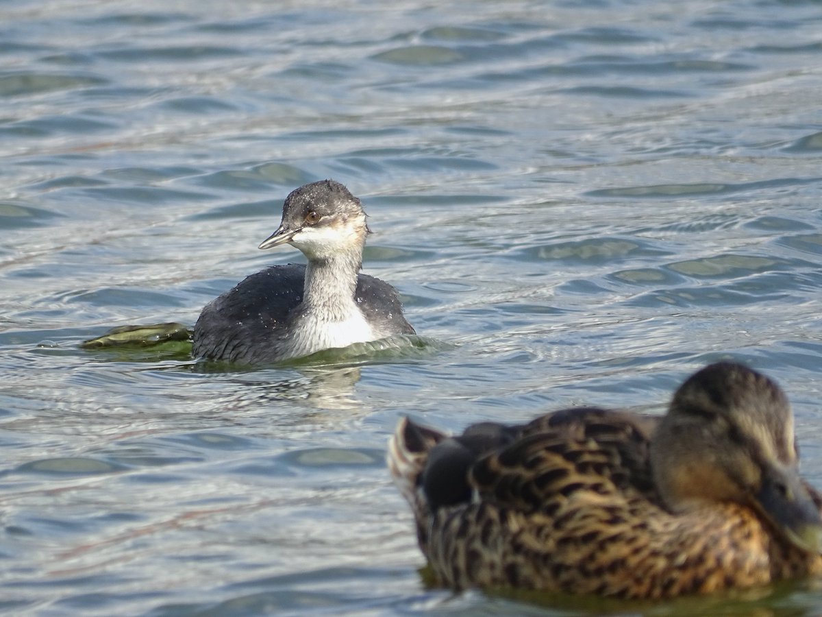 rozabirding's tweet photo. Black-necked grebe at Elton reservoir this afternoon a joy to watch, preening sleeping and diving. In the first photo the grebe's head is patterned by water droplets which look like jewels! https://t.co/h7qxFKf7QE