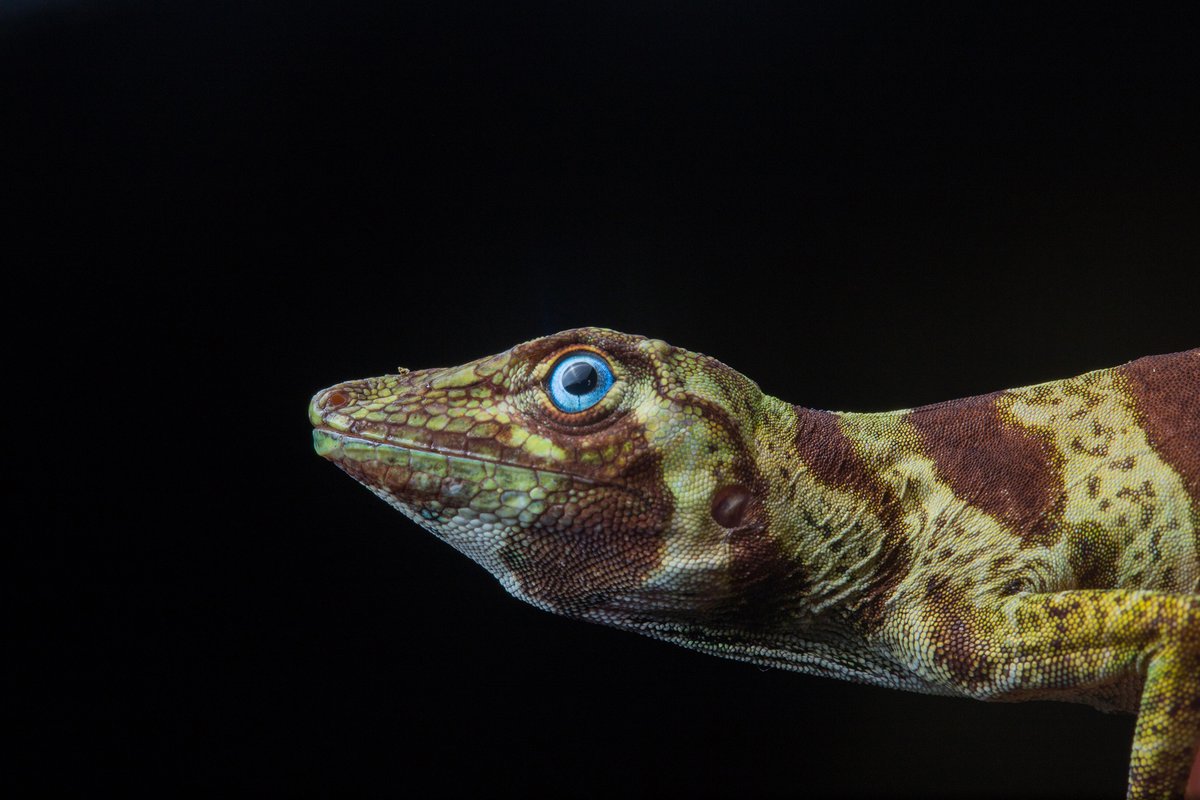 bioGraphic (@biographic) on Twitter photo In a triumphant win for biodiversity, Ecuador has voted to stop all oil drilling in Yasuní National Park. Take a look back at our feature ‘Breaking Precious Ground’ for more on the world's richest rainforest and its remarkable creatures: bit.ly/3KSfuna 📷 <a href="/phil_torres/">Phil Torres</a> In a triumphant win for biodiversity, Ecuador has voted to stop all oil drilling in Yasuní National Park. Take a look back at our feature ‘Breaking Precious Ground’ for more on the world's richest rainforest and its remarkable creatures: bit.ly/3KSfuna 📷 <a href="/phil_torres/">Phil Torres</a>