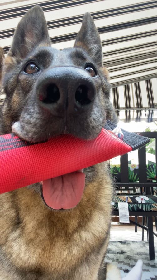 Have a great weekend everyone!!!  #GSD #workingdog #bluelivesmatterk9 #firstresponders #lawenforcement #ThinBlueLine #BackTheBlue #policek9 #k9 #k9team #k9unit #workingdogsofinstagram #k9life #k9officer #k9gsds #k9officer #policedog #k9love #k9leadstheway #trainordie