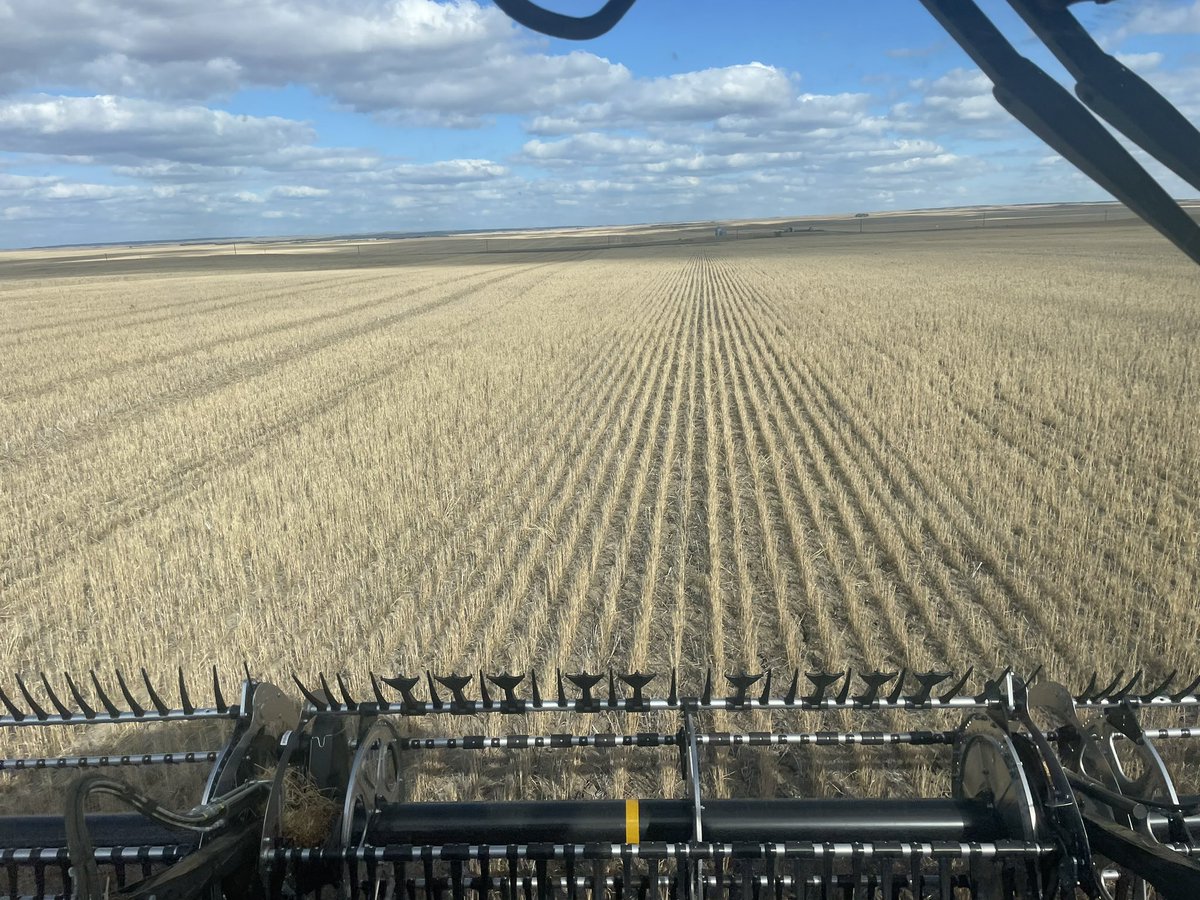 This is my worst part of my worst durum crop. Pass to the left was already cut. Seeded into standing canola from last year that wasn’t even harvested. Next year has to be better because it can’t get much worse.