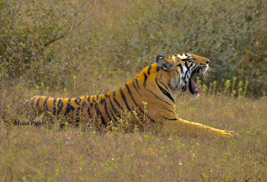 The Royals of Bandhavgarh National Park 🐅 One of the best places to witness the exotic and diverse speciecs of flora and fauna both 🌳

#DekhoApnaDesh #IncredibleIndia #BBCWildlifePOTD #ThePhotoHour #Bandhavghar 🐅 #natgeoindia