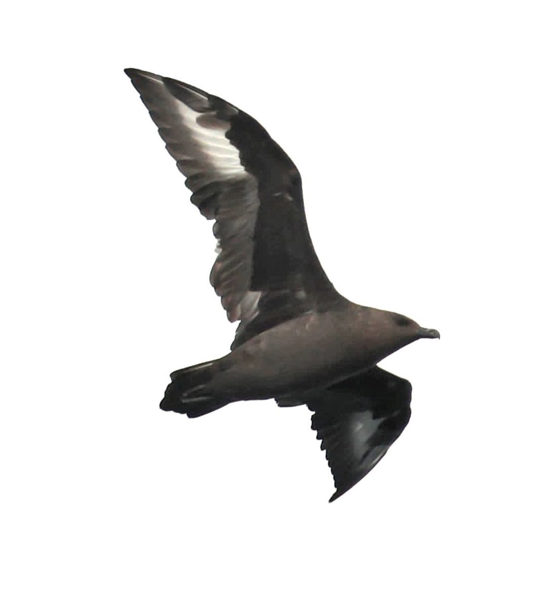 stmarys_patch's tweet photo. Just another Scilly Pelagic… 2023 what are you doing to us 🤯 #SouthPolarSkua #RedFootedBooby #ScillyBirds @Scillypelagics
📷 Skua photo by the wonderful Simon Slade 🙌 https://t.co/oxcyDvHjHI