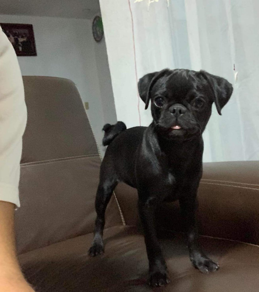 Chapuli_'s tweet image. mi perrita Akira se enfermo muy feo #prayforit