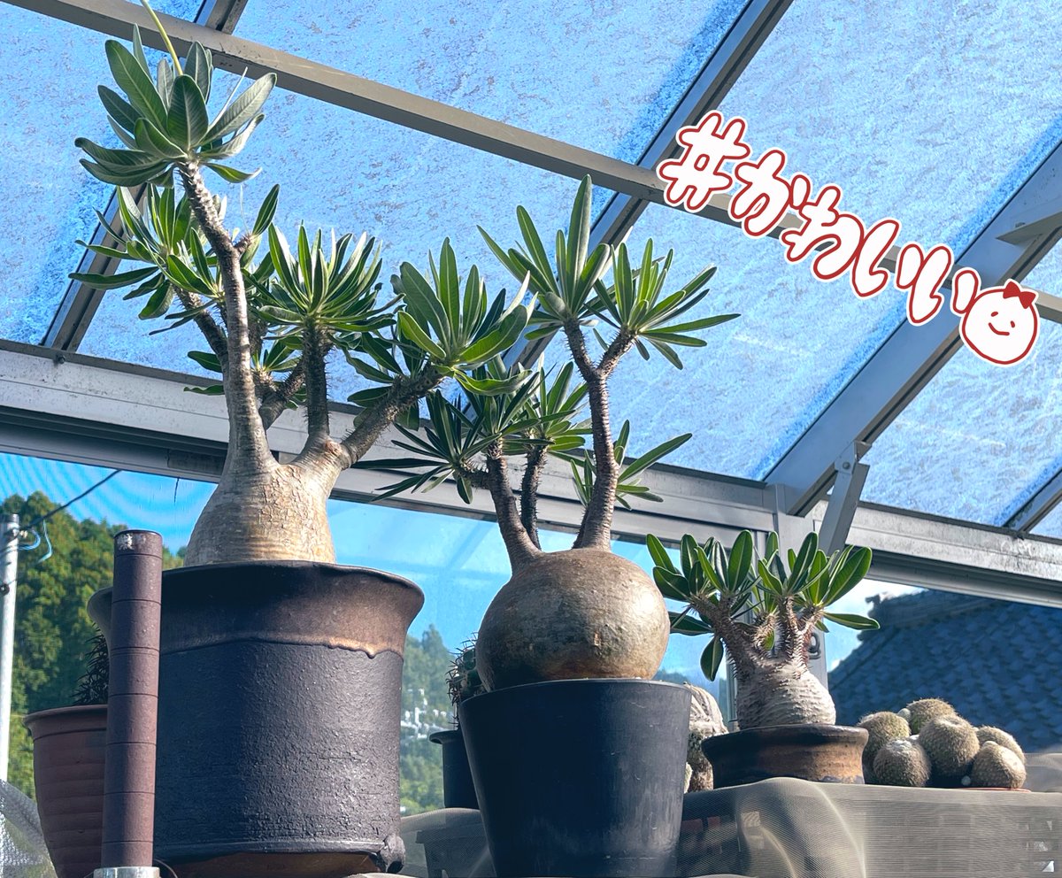 pachypodiumgracilius