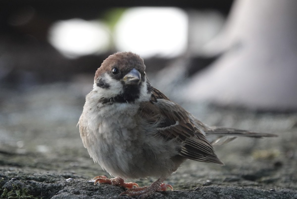 carskey's tweet photo. おはちゅんっ✨
　　素敵な土曜日を！

#ちゅん活 #おはようございます #goodmorning #birdphotography https://t.co/hXYxKKLARr