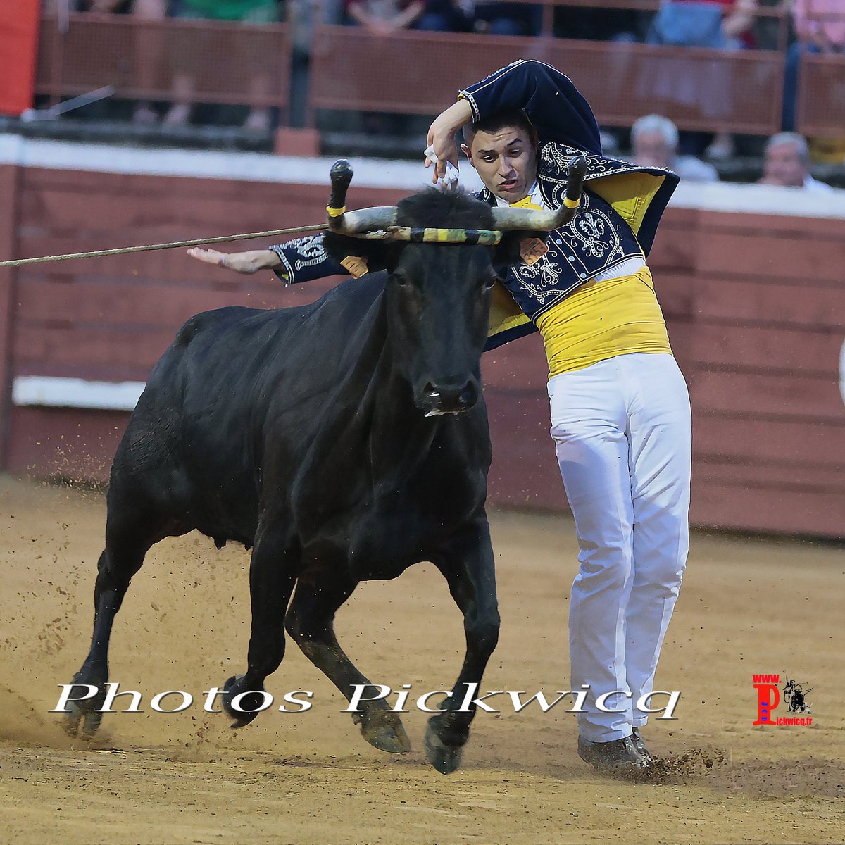 PIMBO,
Lundi 28 Août 2023 à 21H30, aux arènes de Samadet
Un écart de Gauthier Labeyrie,
Course Landaise de Compétition, Ganaderia Dal-Agruna - Cuadrilla  Cyril Dunouau.
Les photos individuelles de la Cuadrilla Cyril Dunouau :
pickwicq.fr/fr/cuadrilla-d…