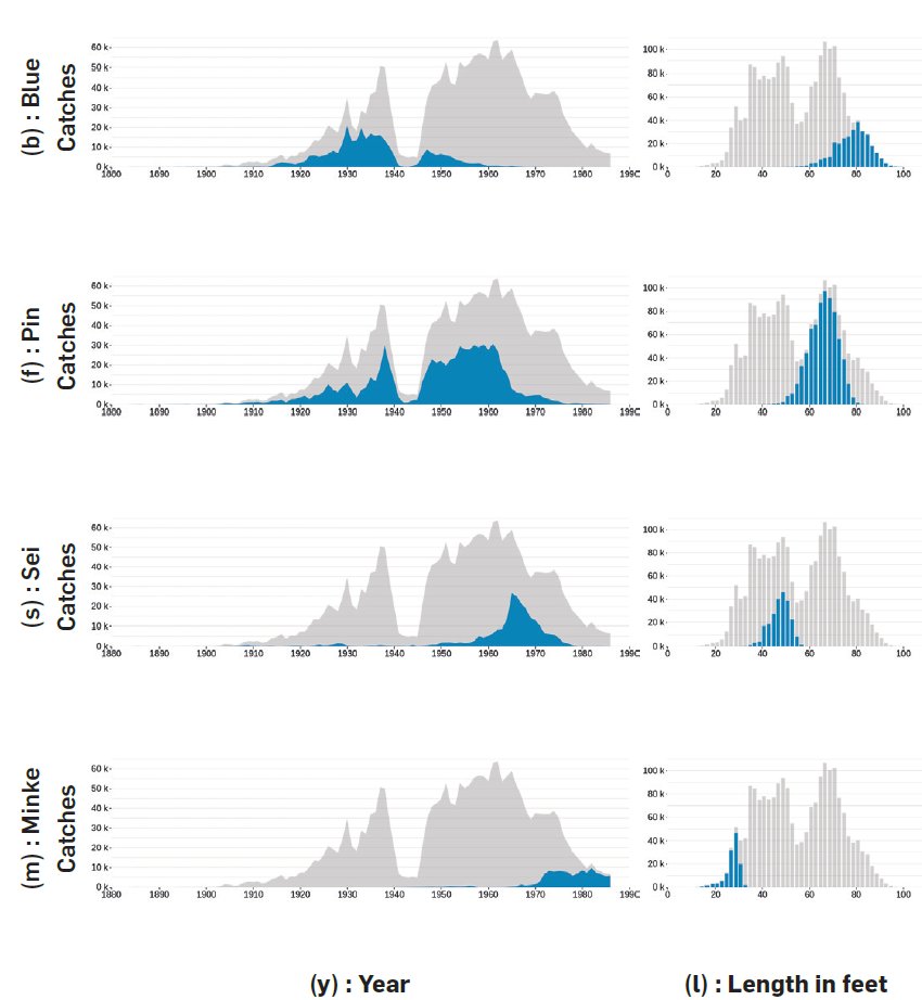 bluewhalenews's tweet photo. The sequential depletion and targeting of smaller and smaller whales over time: blue, fin, sei, minke whales... as catches and search effort expanded
Visualization in Battle et al. 2023
https://t.co/kDkw4oObEw https://t.co/ocWNcDMh61