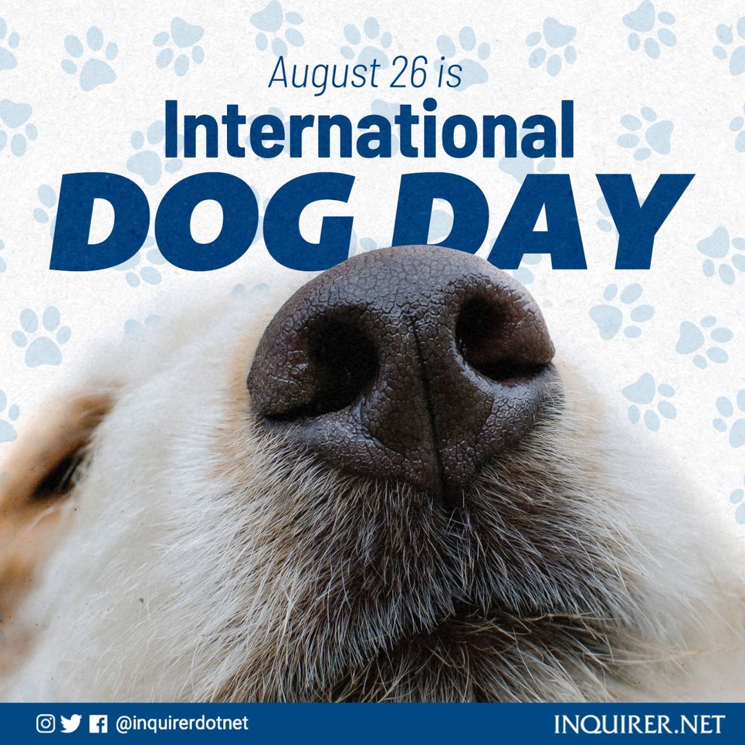 inquirerdotnet's tweet photo. HAPPY INTERNATIONAL DOG DAY! 🐶
 
Drop the cutest photo of your lovely fur babies in the comments. https://t.co/nVs0u6hK3x