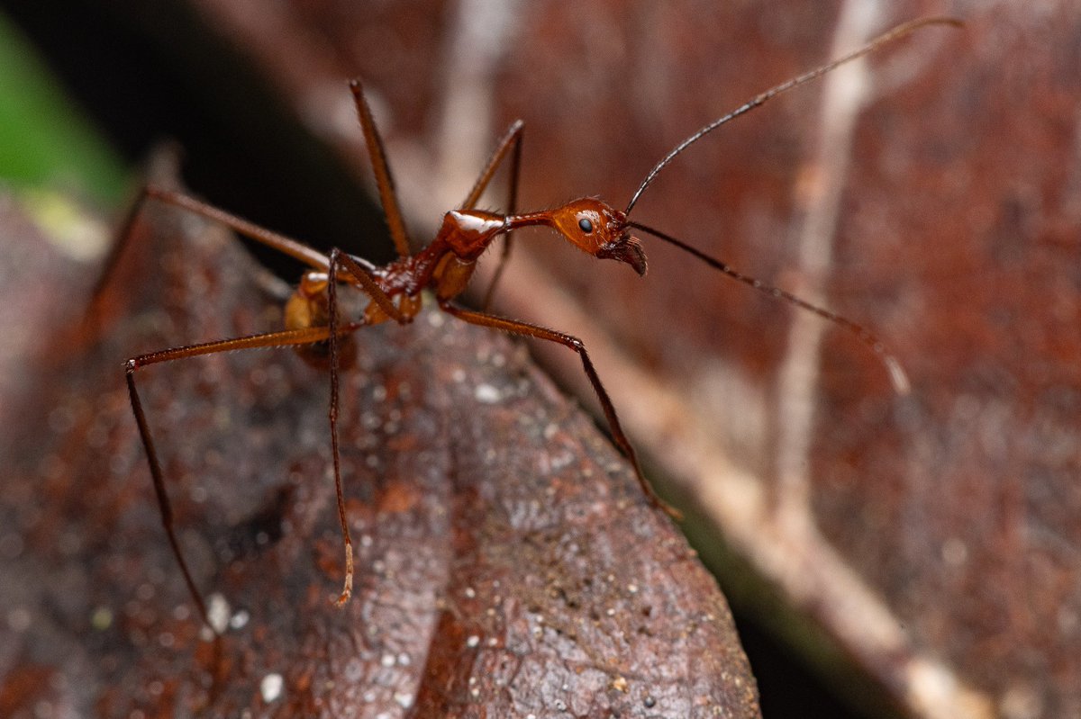François Brassard tweet media