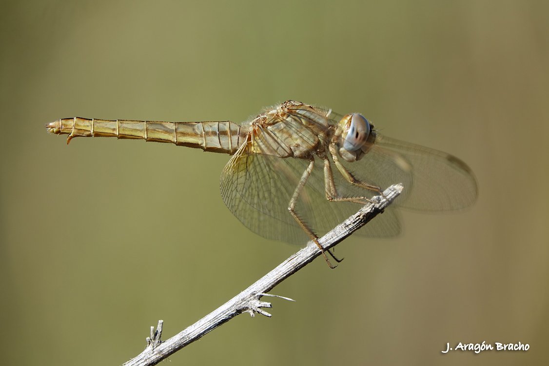 JoseAragonB's tweet photo. Crocothemis erythraea hembra 
Estepona (Málaga), Agosto de 2023
Sony RX10M3   f/4   1/500s   ISO100 https://t.co/bRI36XCvsx