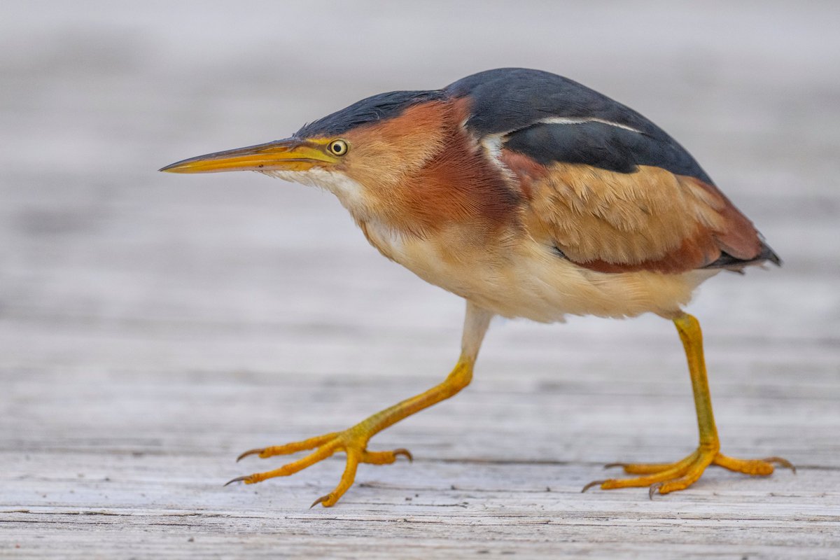 A Least Bittern strolling across the boardwalk to get to the other side of the marsh.