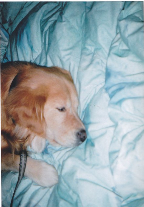 すやすや中のびりぽん。/( -ω- )\#カメラロールから1番平和そうな写真をあげる見た人もやるやってお願い 