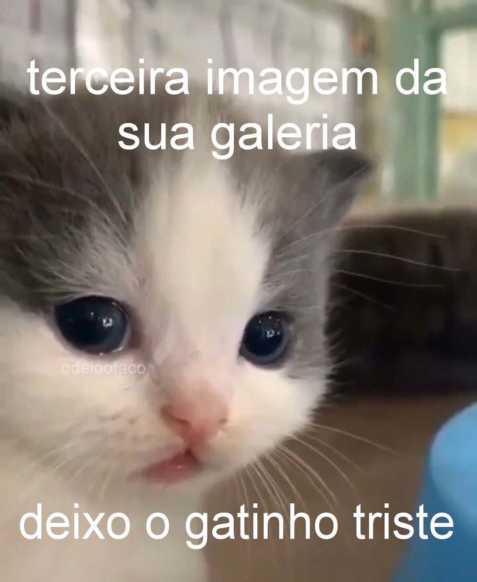 perfil dedicado a gatinhos e peitos tweet media