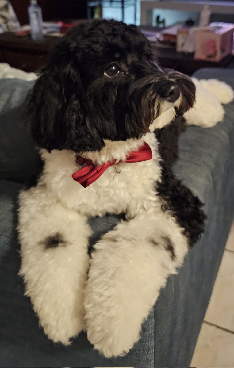 My brofur gots haircut #puppy #cavoodle #Loki #happy #cheeky #dog #dogsoftwitter