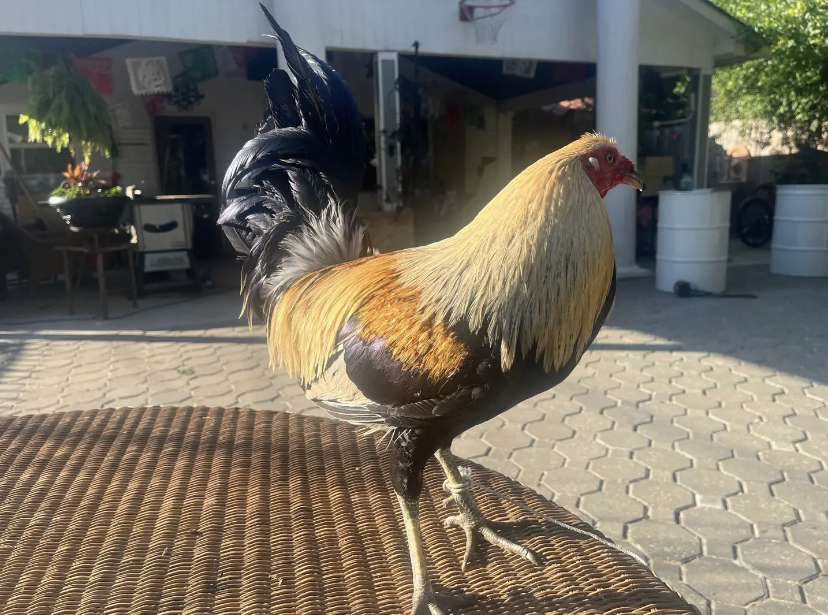 Cryso Sangre tweet media