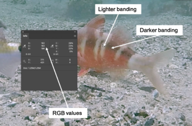 urchinhunter's tweet photo. Well done to @loutosetto for her new paper on colour change as a signalling tool in bluelined goatfish! Another paper from her PhD with @MEG_MQ. https://t.co/BWd74BHMUk @mqnatsci @MQSciEng https://t.co/9cRPwlrIkl