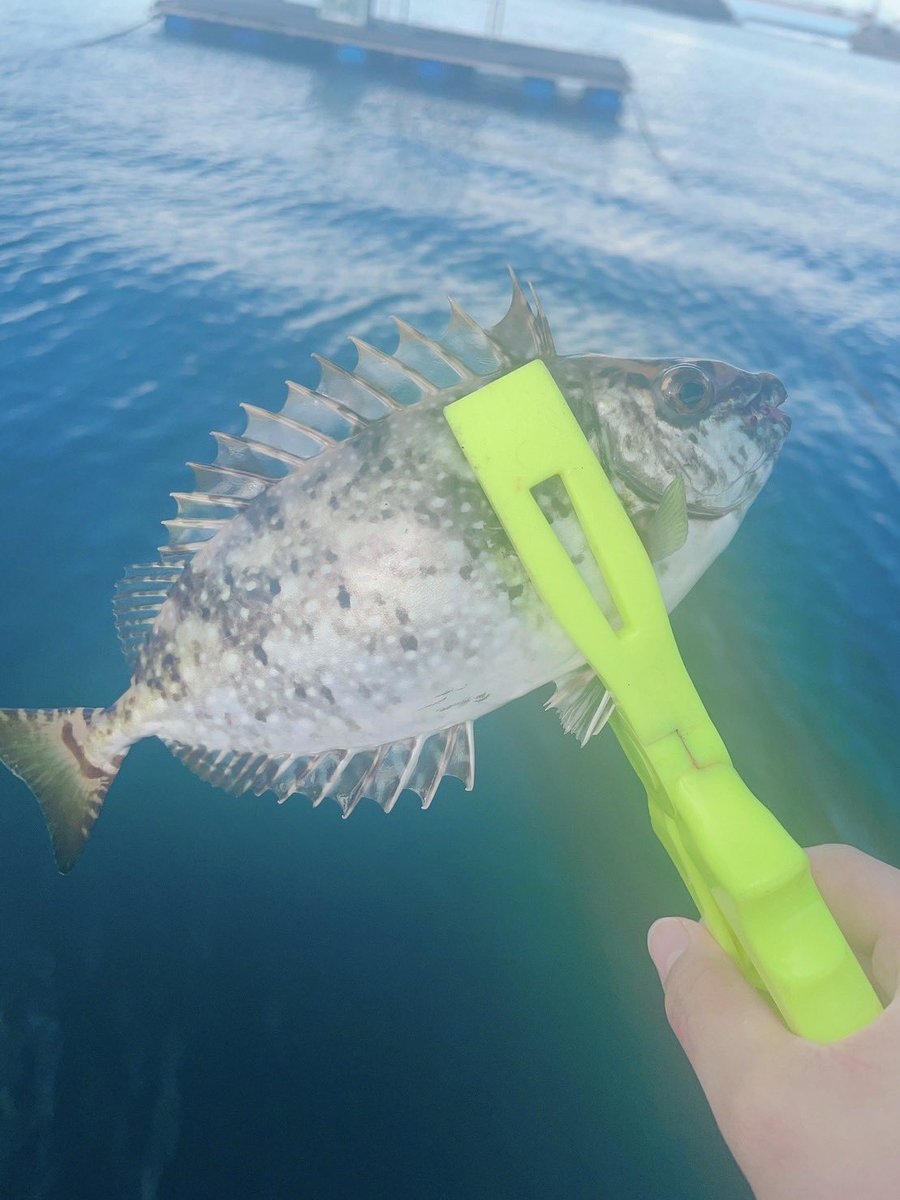fishing_0401's tweet photo. 和歌山で超久々の釣り🎣
ジグでツバス２、エソ1
オキアミでアイゴ、大カワハギ

やっぱり釣りは楽しい☺️ https://t.co/N1Td5tDLxW