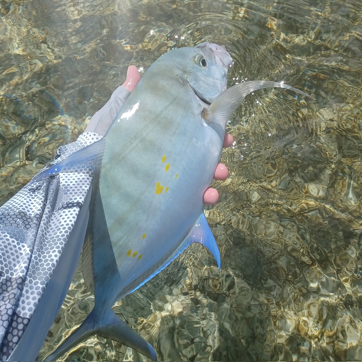 flickinfeathers's tweet photo. My mate has gone back to Tokyo, so I'm just snapping the odd pic as I go (the heat killed my gopro)
#flyfishing #flytying #fishing #saltwaterflyfishing #saltfly #swff #trevally #flatsfishing #okinawa #okinawafishing #japan #japanfishing #travel https://t.co/s2vtb7Idr1