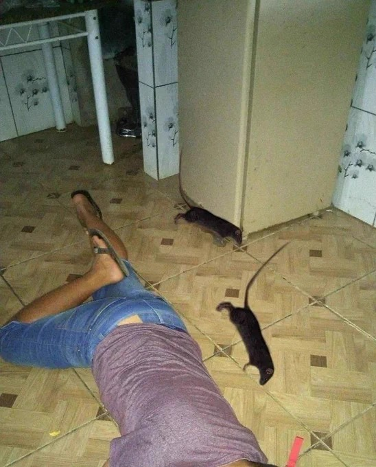 diojorange's tweet photo. ''minha mãe: deixei um pão envenenado pra matar o rato ''

eu e o rato as 2 da manhã: https://t.co/3erxge8Bag