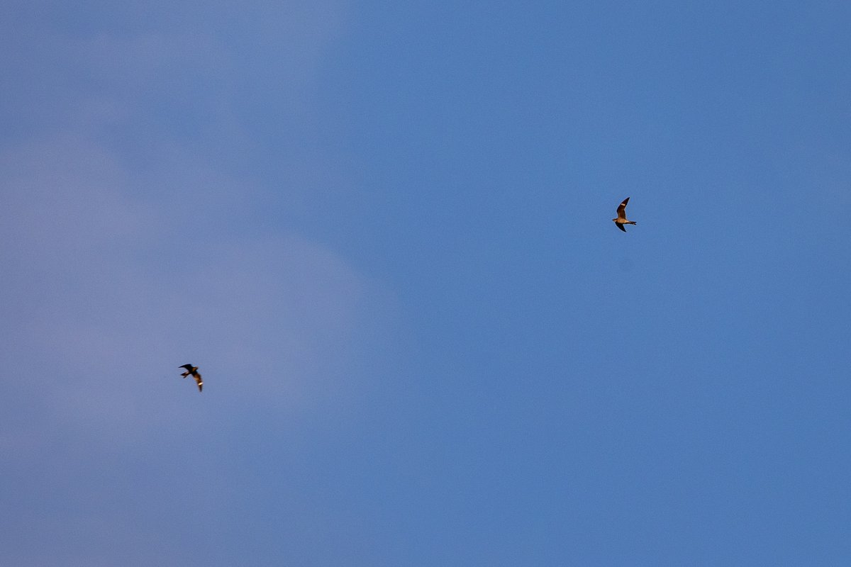 haha,  These Nighthawks look like  they're about to collide in mid air!  There's like 6 of them outside doing acrobatics and they totally remind me of giant swallows doing that ! #birds #birding #nighthawks #nature #wildlife #fridayfoto #action #鳥 #鷹 #写真