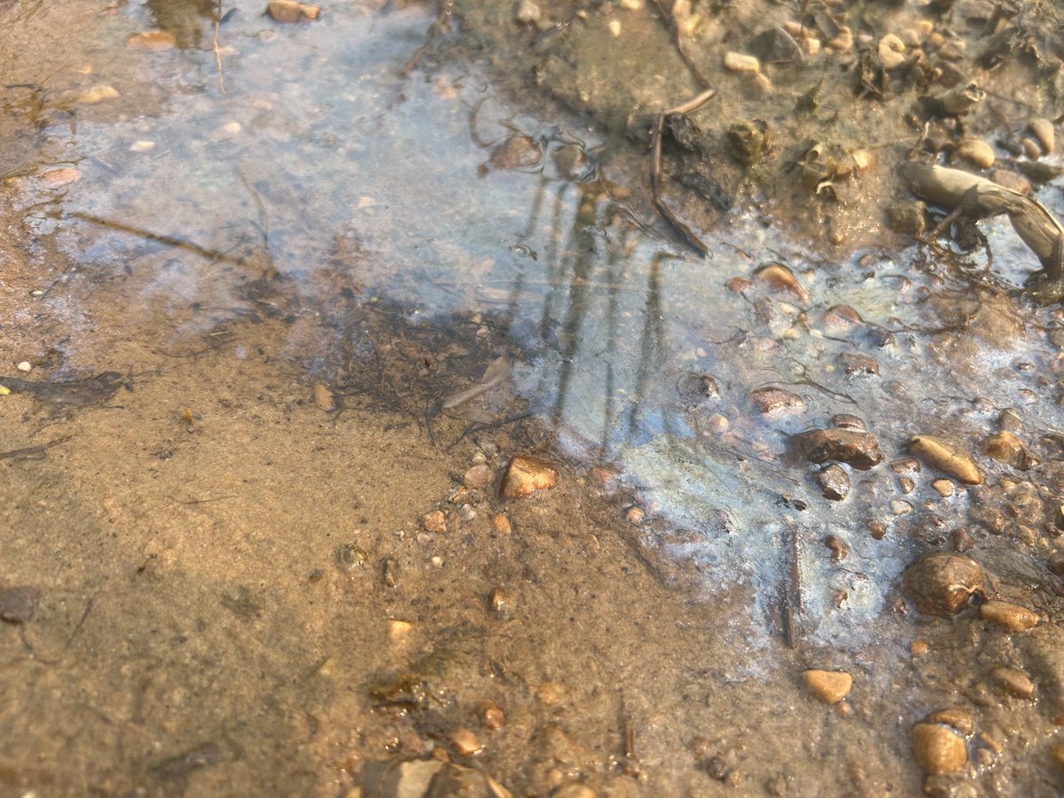 Brandi Morin tweet media