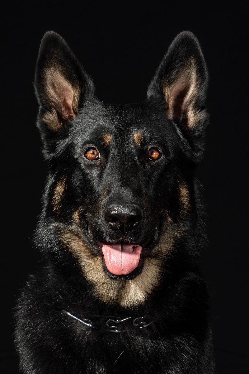 OnPatrolK9's tweet photo. Lake County K9 helps locate missing child with special needs 
😃Good looking and a hero, K9 Zeus
https://t.co/OT4iH9XNzV
#ThinBlueLine #K9 #dog #police #WaronDrugs #dogsoftwitter #OPLive #OnPatrolLive https://t.co/7tCFyExBdh