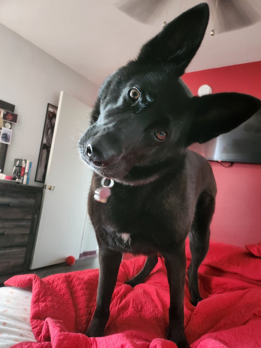 KatieLaydee87's tweet photo. @davidlabrava Evening David!!! Been a minute since I posted or have been on Herr. Hope all is well! HarleeQuinn says hi too!!! 🐺🖤❤️ https://t.co/HEwfYCZnsy