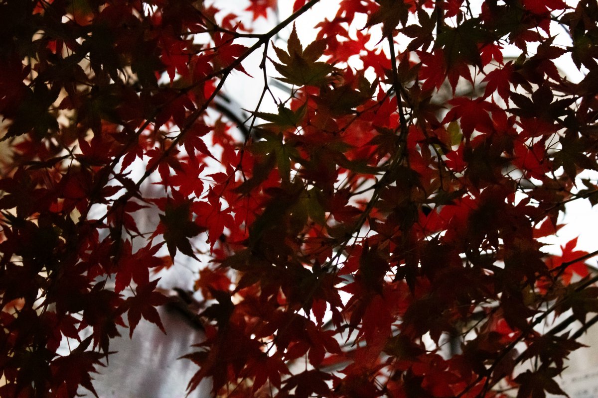 bokeido's tweet photo. 22/11/26
岡山市
Okayama, Japan https://t.co/AT7BtOpZ2k