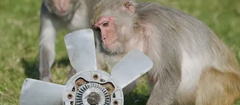 DeFiDownsin's tweet photo. A monkey post a day until $BTC hits 100k: Day 678. https://t.co/ulHKmTMkTj