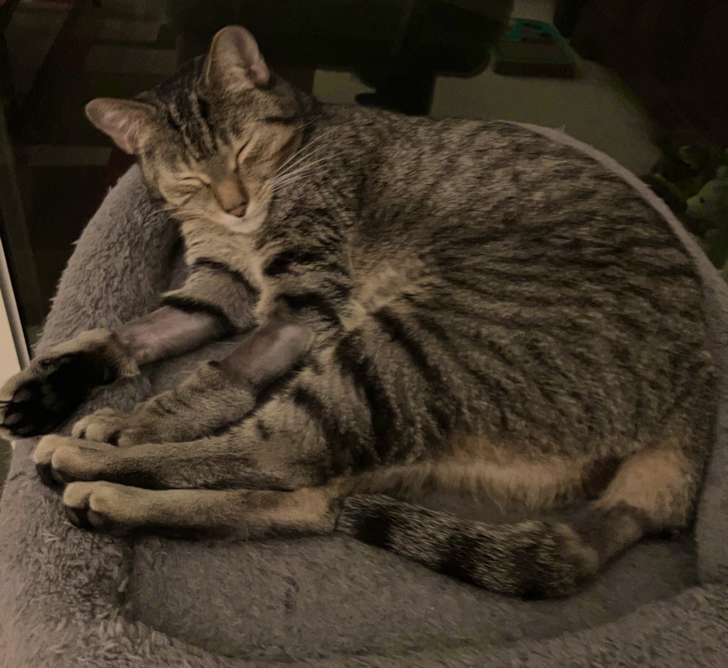 IsoAndSei's tweet photo. 10 days ago, I (Iso) was rushed to the hospital for emergency surgery. After an ICU stay, another hospital visit, and recovery struggles (for me &amp; Mommy), I’m home and acting like myself! Thank you @UFVetMed for taking care of me! 💙🧡 https://t.co/sSf8VmOQsf