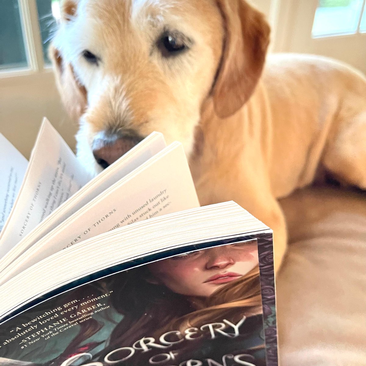 simonteen's tweet photo. It's #NationalDogDay! What are your furry friends reading to celebrate? #ASorceryOfThorns #InDeeperWaters https://t.co/uhyRWOFjHW