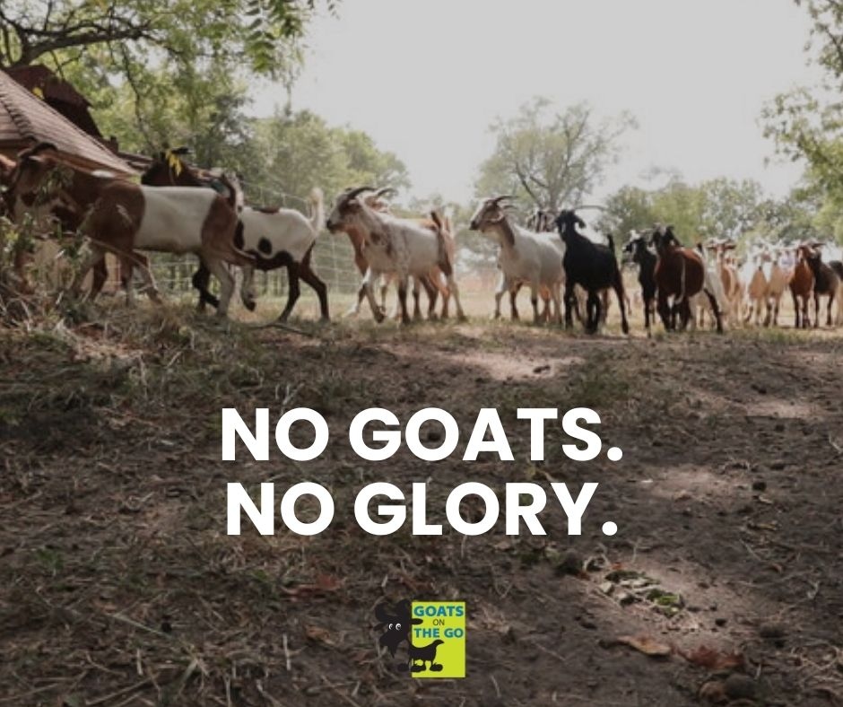 Don't surrender to the use of poisonous herbicides or CO2-spewing equipment. Stand your ground. Be a hero. GET GOATS.⁠

⁠Visit l8r.it/tslC to find a for-hire herd near you.⁠
⁠
#targetedgrazing #goatscaping #prescribedgrazing #goatsonthego