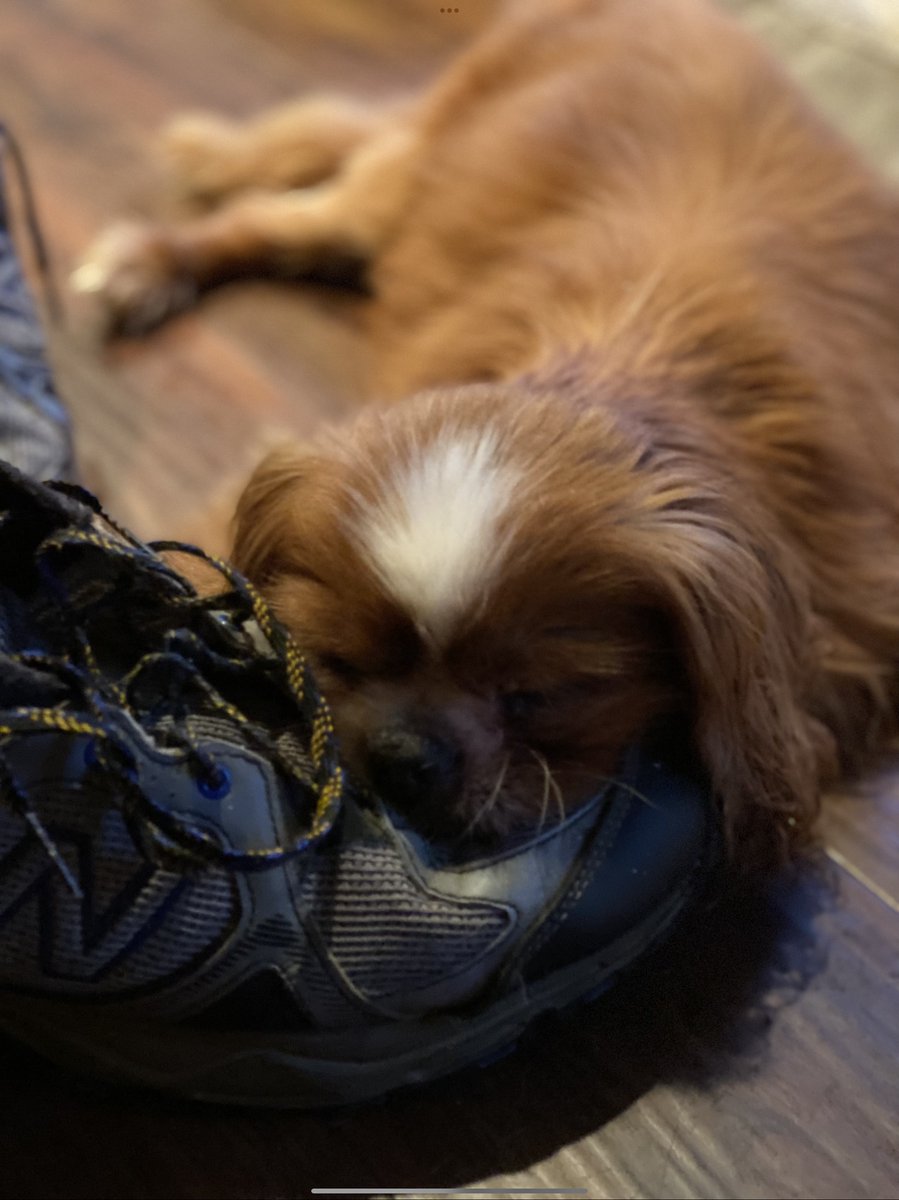 MonkeysHouseNJ's tweet photo. When dogs are deaf or blind or confused (or all of the above) as in Red’s case, they rely heavily on their sense of smell.  It’s many times stronger than ours.  Last night Jeff came home after a week away and Red, in his own way said, “I love you dad.” https://t.co/U43yLXMGaF