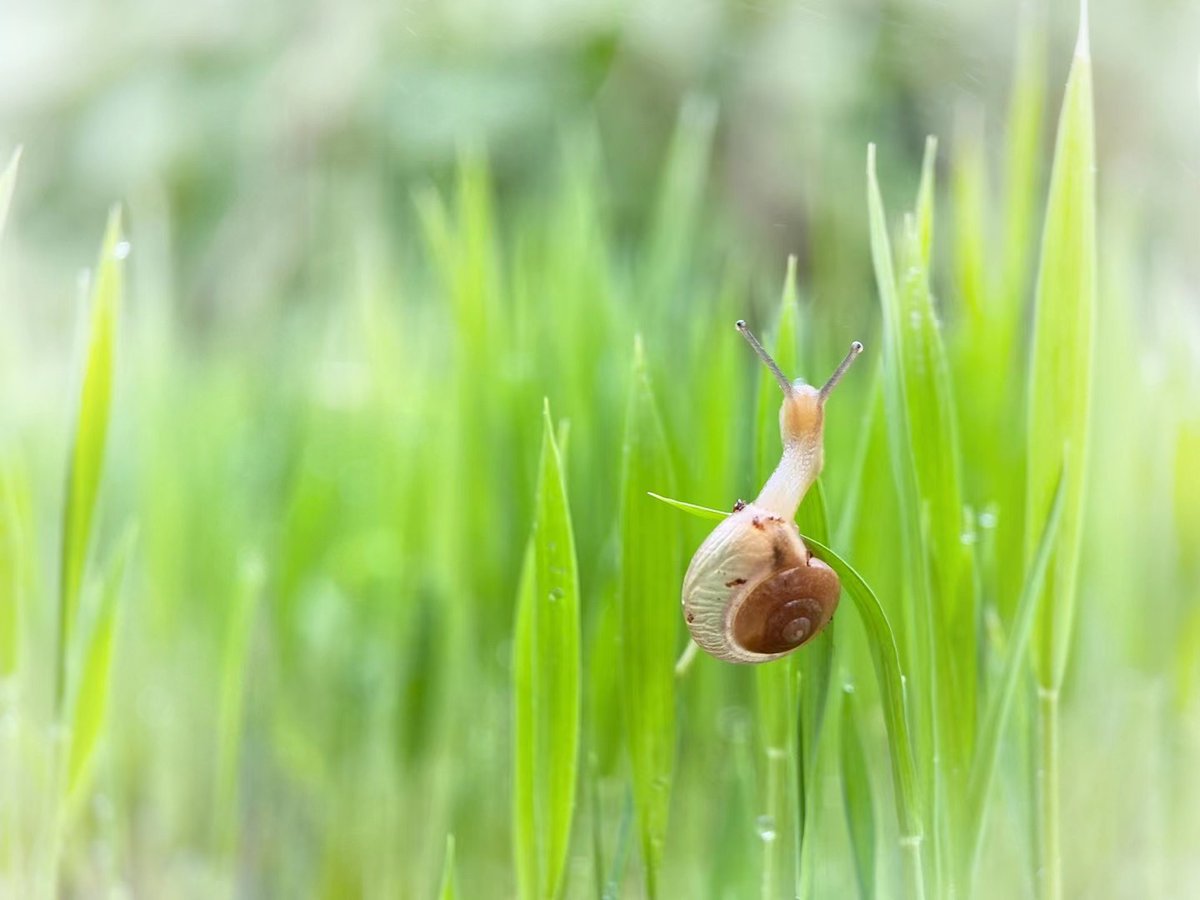 Tanlaphoto's tweet photo. A #Snail at the #top!

Pic: with #Tanla #ML38X #Zoomable #MacroLens and a #smartphone

https://t.co/HKImc5FgLE
.
#snails #bush #atthetop 
#iPhone #iPhone14ProMAX #iPhone14Pro #iPhone14 #iPhone14Plus 
#GalaxyS23 
#huawei #xiaomi #oppo #vivo #honor #nokia #oneplus #realme https://t.co/hr2QSfd67V