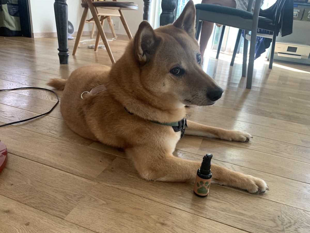 waonstagram's tweet photo. しばもちりん
#CBD
#CANNIMAL
#カンニマル https://t.co/TF0ZkS4jgW