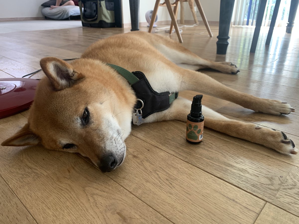 waonstagram's tweet photo. しばもちりん
#CBD
#CANNIMAL
#カンニマル https://t.co/TF0ZkS4jgW
