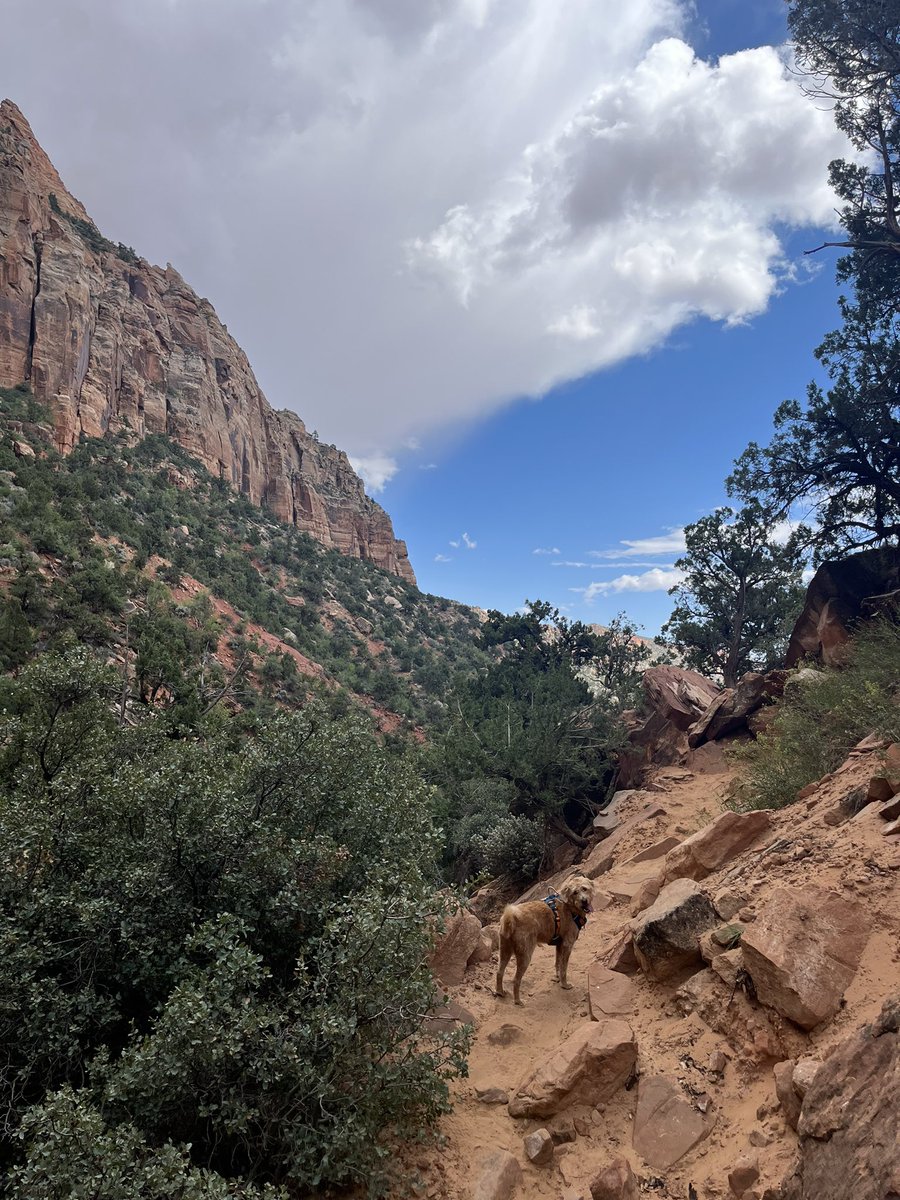 han solo (parody account) tweet media